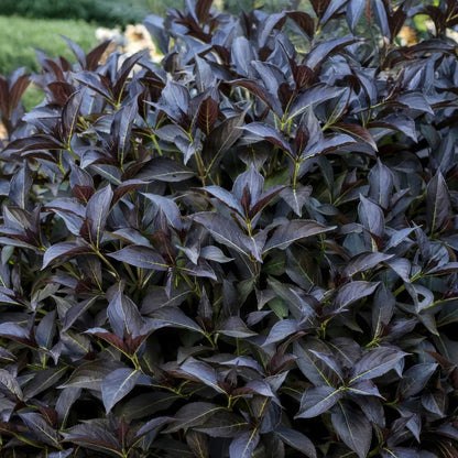 Weigela 'Arabian Nights'