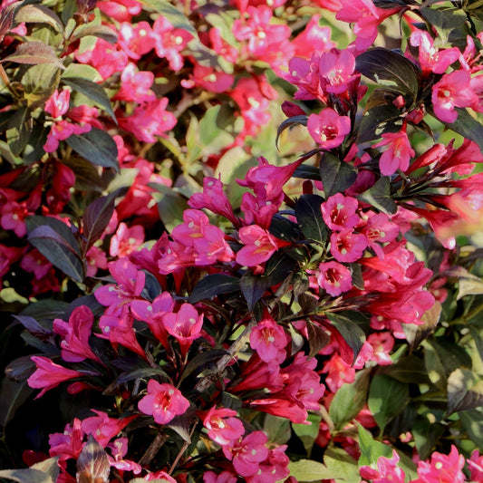 Weigela 'Arabian Nights'