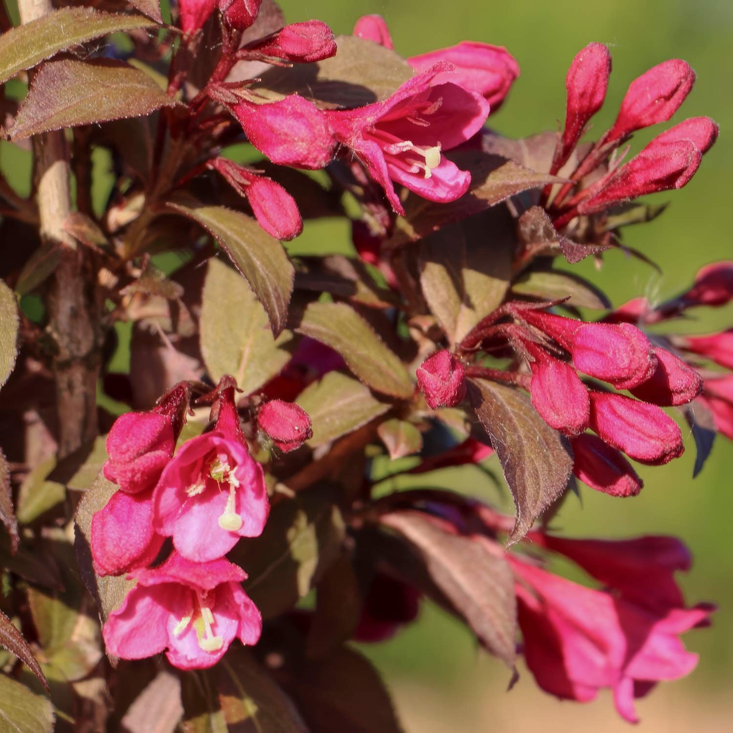 Weigela 'Arabian Nights' – Compact Shrub with Red Flowers