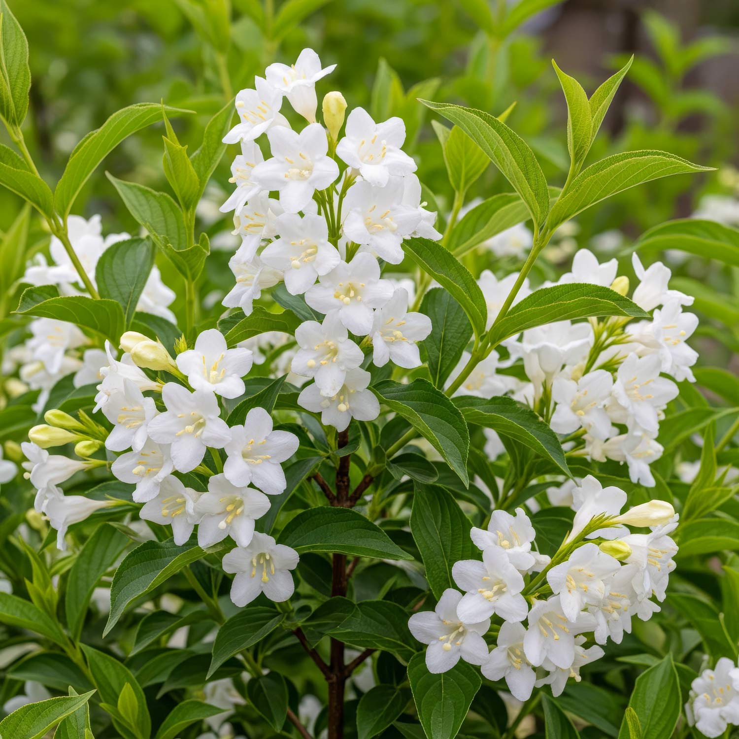 Weigela 'Candida'
