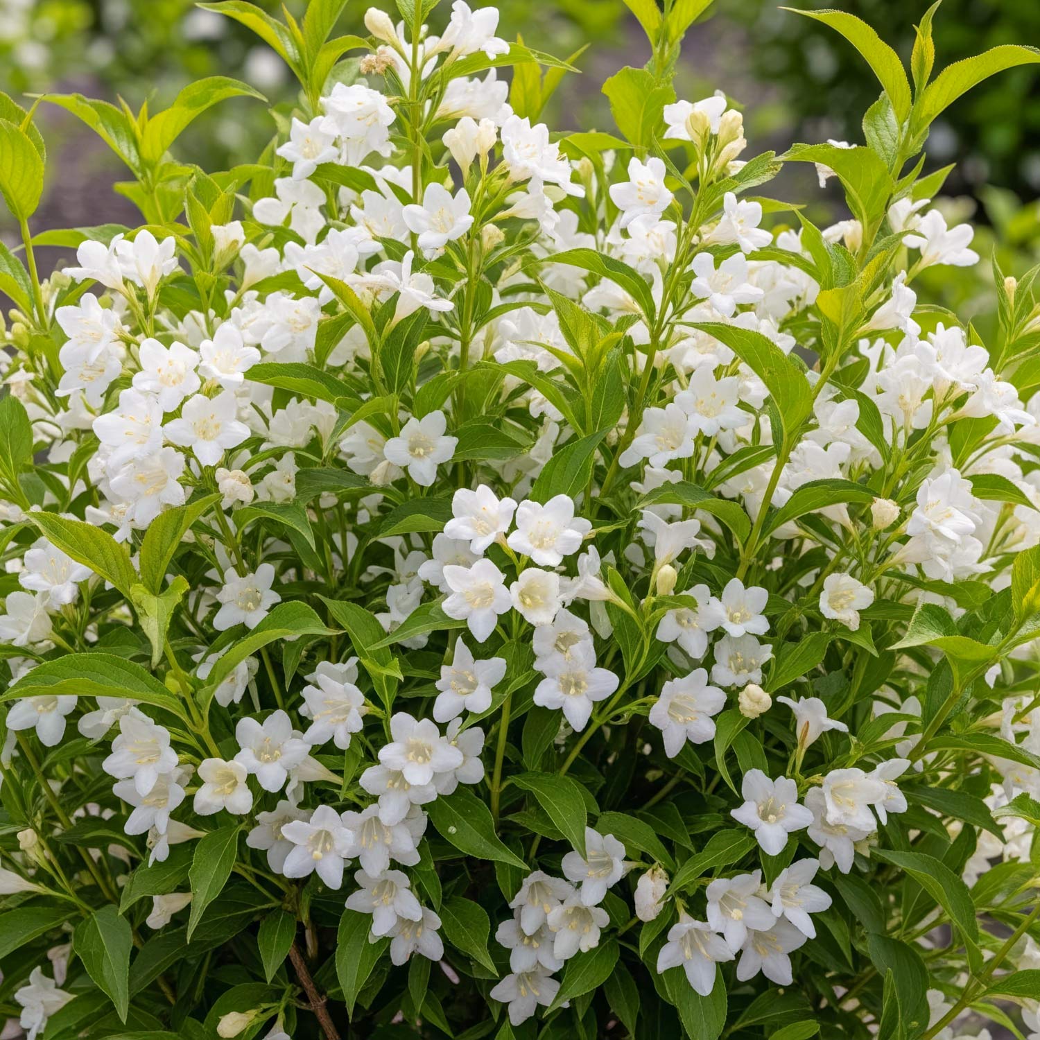 Weigela 'Candida'