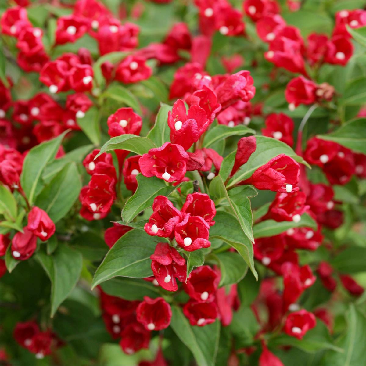 Weigela 'Red Prince' – Barnsdale Gardens