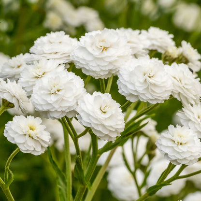 Close up of Achillea ptarmica 'Perry's White'