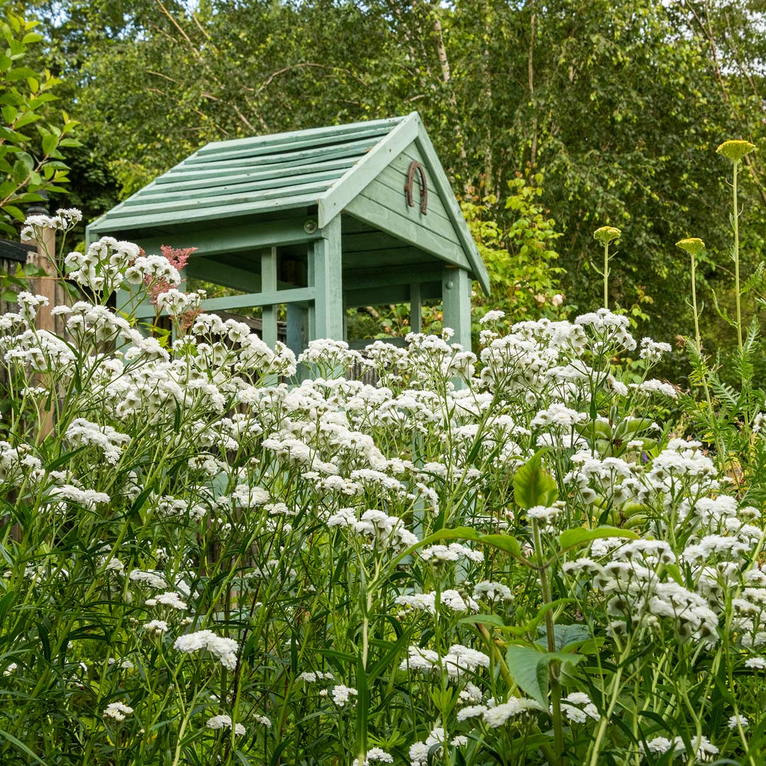 Achillea ptarmica 'Perry's White' in front of the arbour in the Artisan's Cottage Garden at Barnsdale Gardens