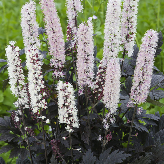 Actaea 'Chocoholic'