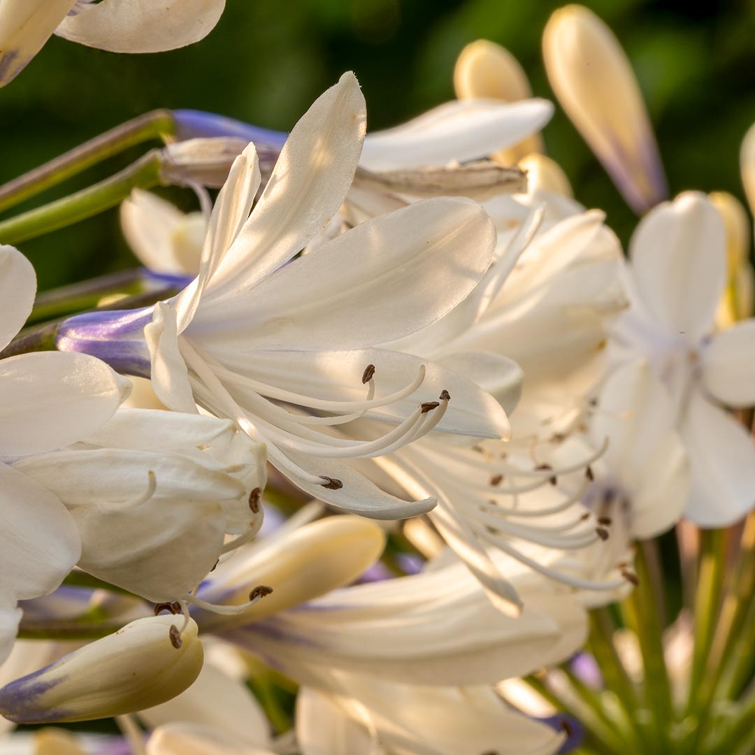 Extreme close up of Agapanthus 'Queen Mum' in the Geoff Hamilton Border at Barnsdale Gardens