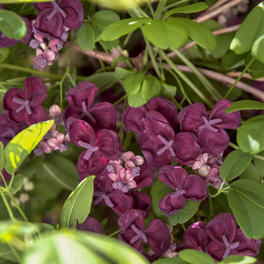 Akebia quinata