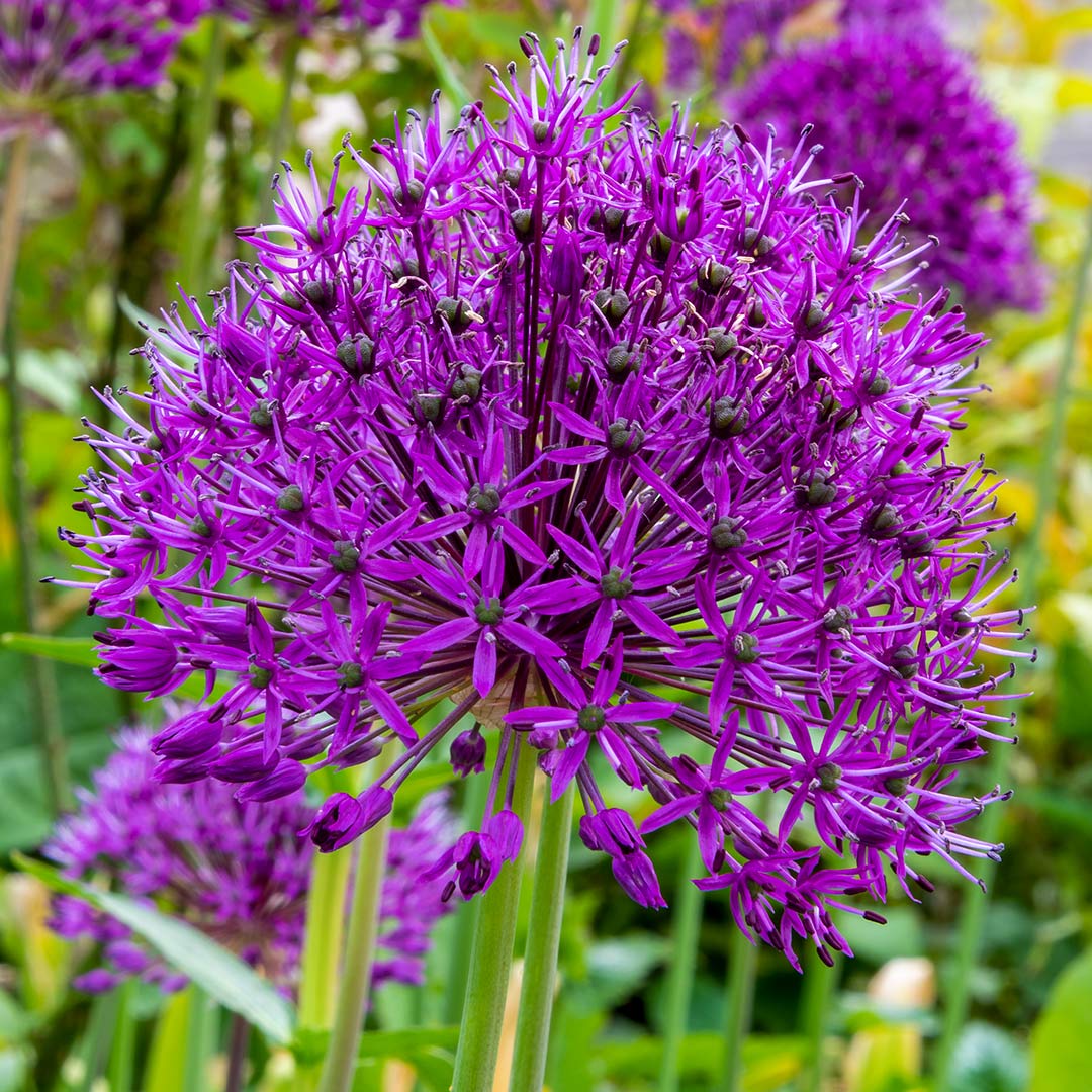 Allium hollandicum Purple Sensation detail