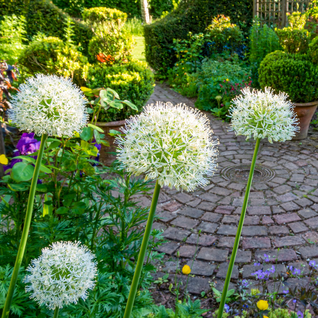 Allium stipitatum 'Mount Evereste' in the Gentleman's Cottage Garden at Barnsdale Gardens