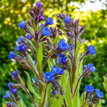 Deep blue flowers of Anchusa azurea ‘Loddon Royalist’