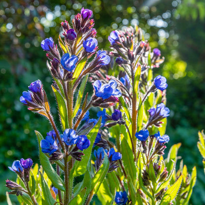 Deep blue flowers of Anchusa azurea ‘Loddon Royalist’ and coarse hairy green leaves, backlit by evening sun.