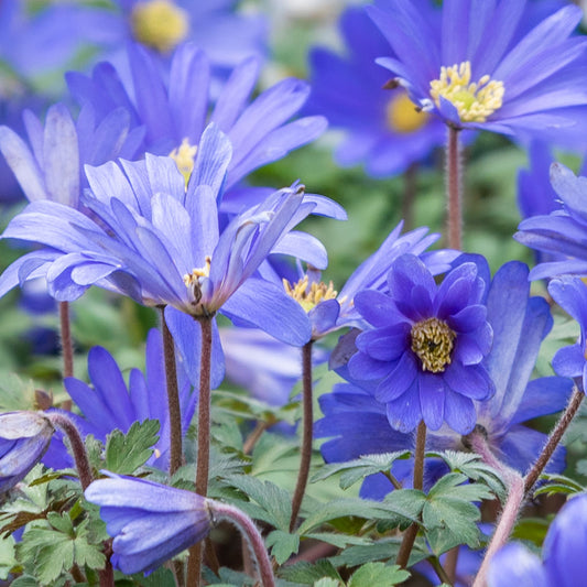 Anemone blanda blue