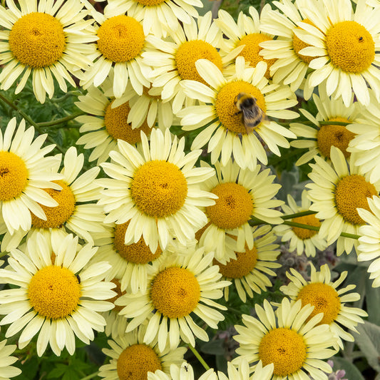 Anthemis tinctoria E. C. Buxton