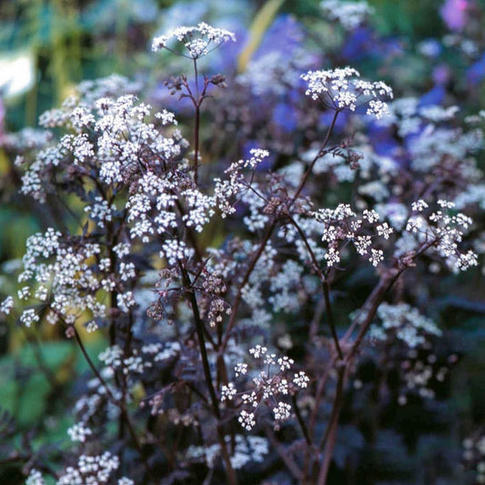 Anthriscus sylvestris 'Ravenswing'