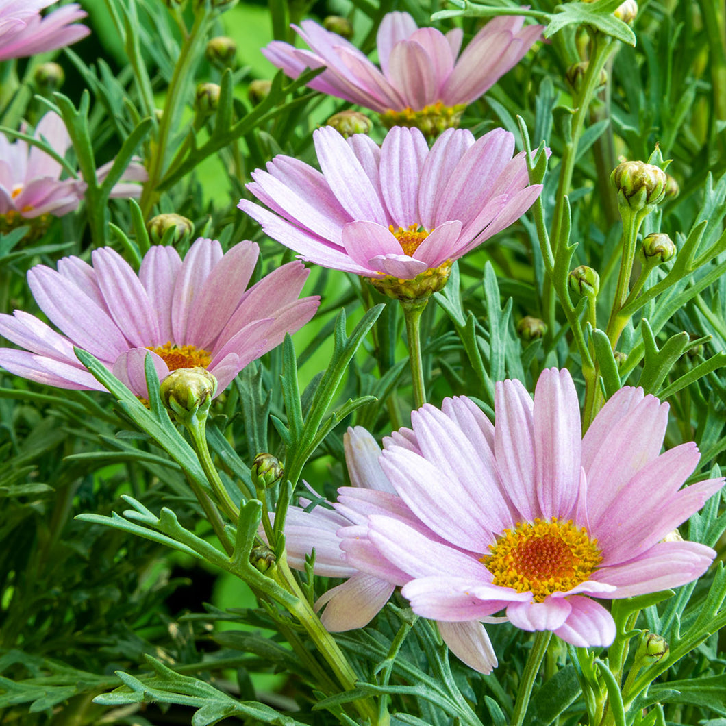 Argyranthemum 'Lolly' – Barnsdale Gardens