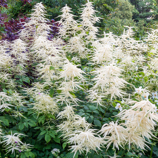Aruncus dioicus