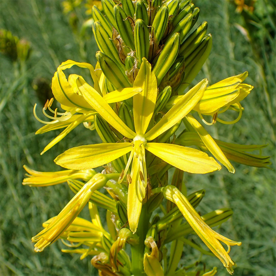 Asphodeline lutea