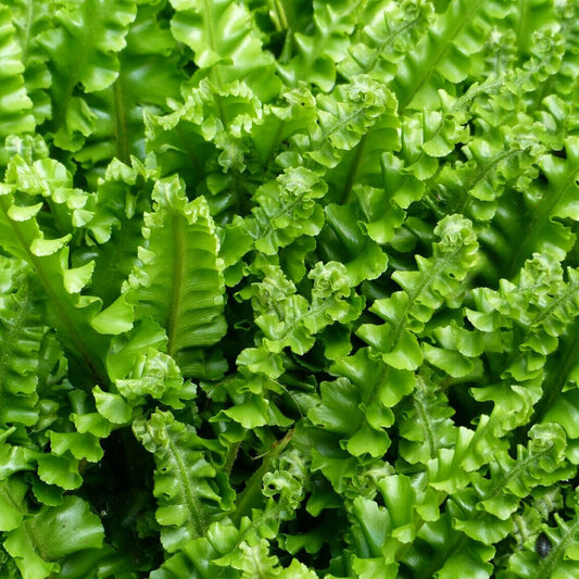 Asplenium scolopendrium 'Cristatum'