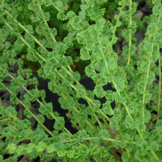 Athyrium felix-femina 'Frizelliae'