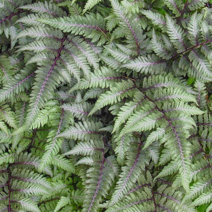 Athyrium nipponicum var. pictum