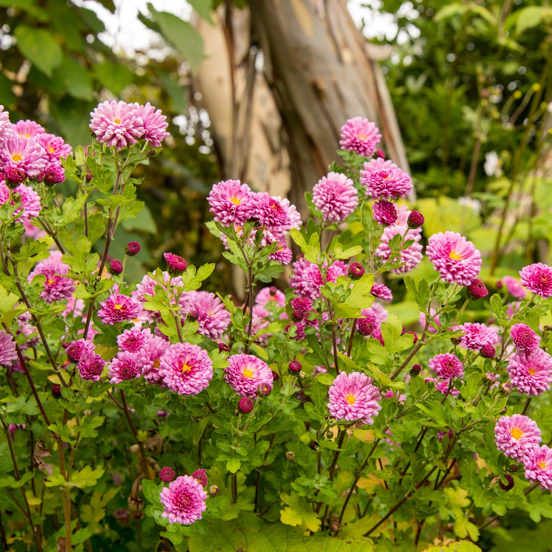 Autumn at Barnsdale: Breakfast and Guided Walk.  Pink flowers of Chrysanthemum 'Mei-kyo' in an autumn border at Barnsdale Gardens.