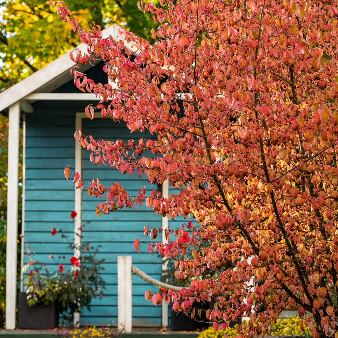 Autumn colours of Cornus mas infront of blue painted cabin in front of the Lands End Garden at Barnsdale Gardens. Autumn at Barnsdale: Breakfast and Guided Walk.