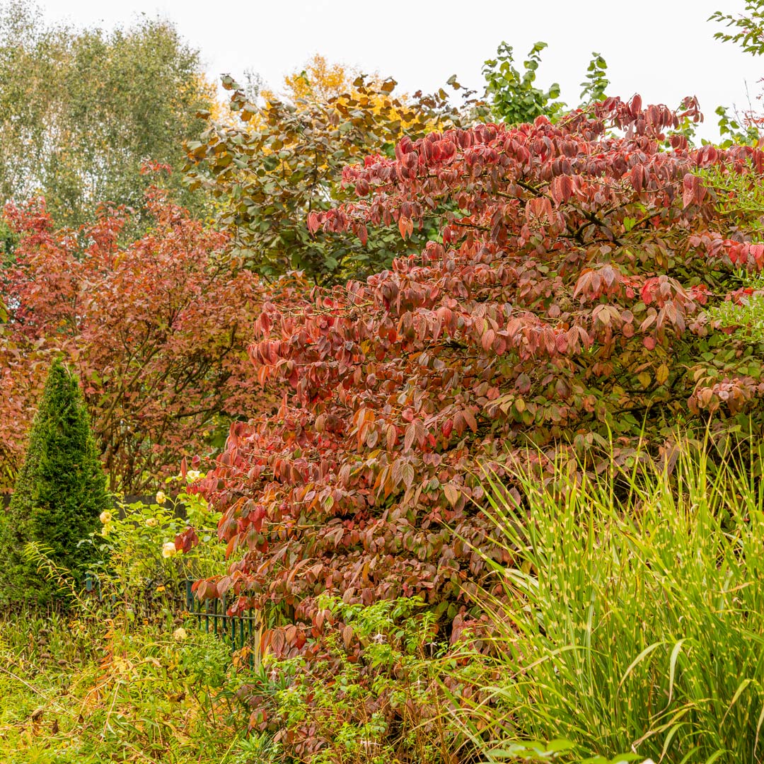Autumn colours of Viburnum plicatum f. tomentosum 'Mariesii', in front of the Reclaimed Garden at Barnsdale Gardens. Autumn at Barnsdale: Breakfast and Guided Walk