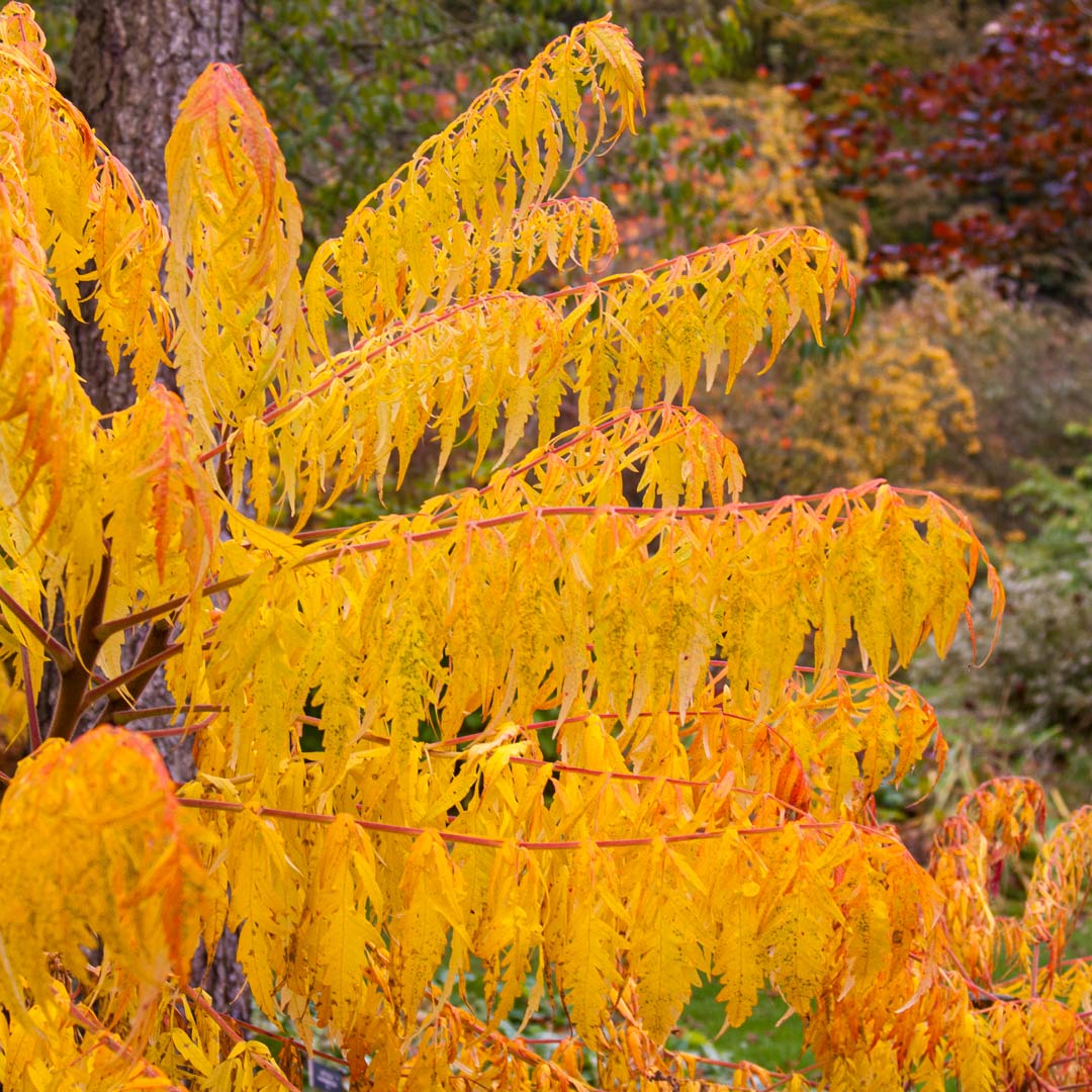 Autumn at Barnsdale: Breakfast and Guided Walk Autumn colours of Rhus typhina 'Dissecta'