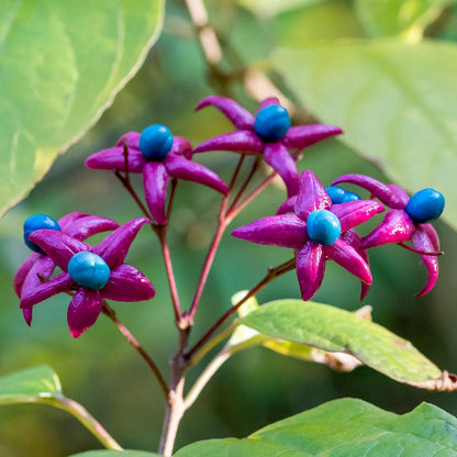 Clerodendrum trichotomum var. fargesii berries. Autumn at Barnsdale: Breakfast and Guided Walk