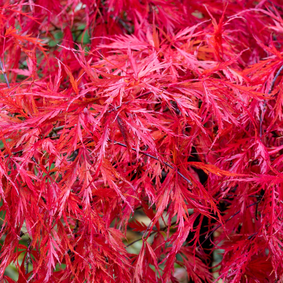 Autumn at Barnsdale: Breakfast and Guided Walk. Bright red autumn leaves of Japanese Maple, Acer palmatum 'Dissectum Nigrum'.