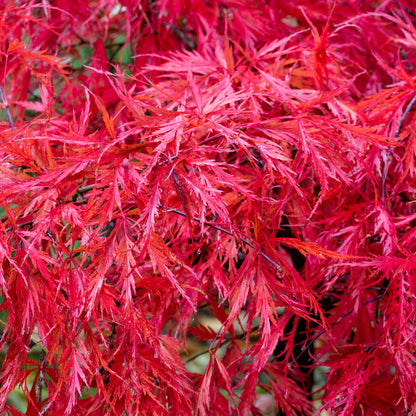 Autumn at Barnsdale: Breakfast and Guided Walk. Bright red autumn leaves of Japanese Maple, Acer palmatum 'Dissectum Nigrum'.