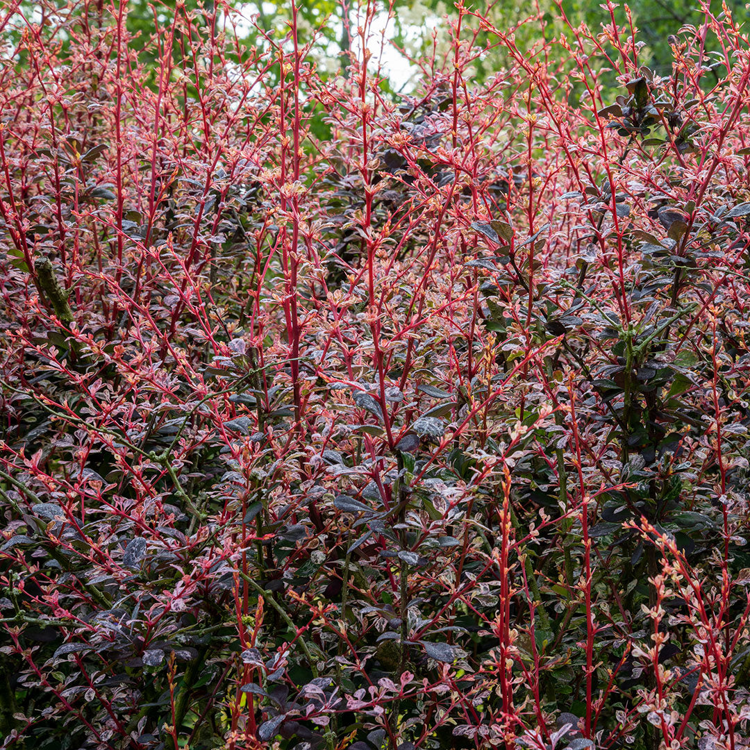 Berberis thunbergii 'Rose Glow'