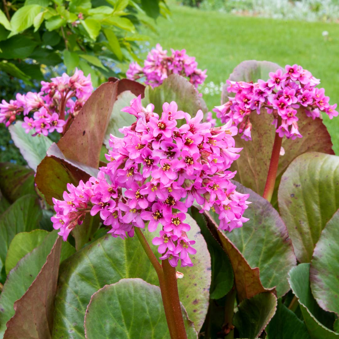 Bergenia 'Morgenrote' at Barnsdale Gardens.