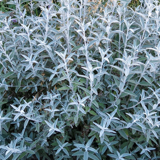 Buddleja 'Morning Mist' ('Silver Anniversary')