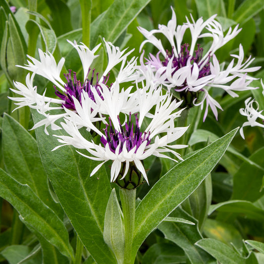 Centaurea montana 'Amethyst in Snow'