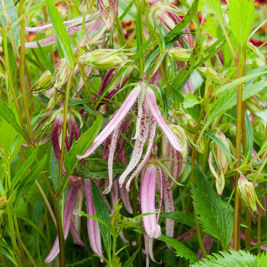 Campanula 'Pink Octopus'