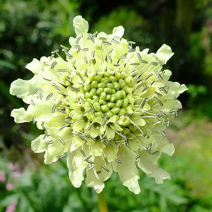 Cephalaria gigantea