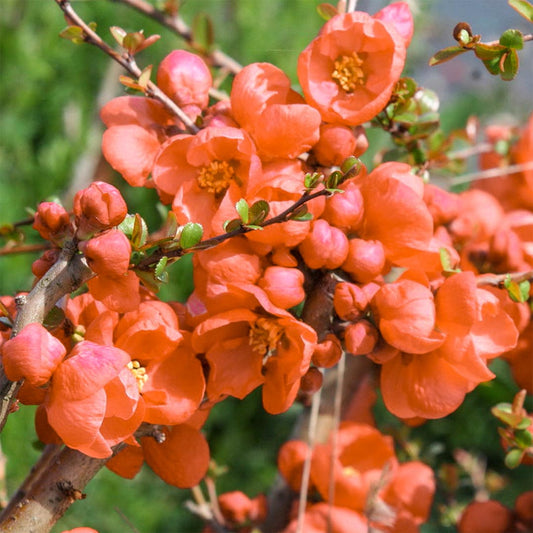 Chaenomeles x superba 'Orange Trail'