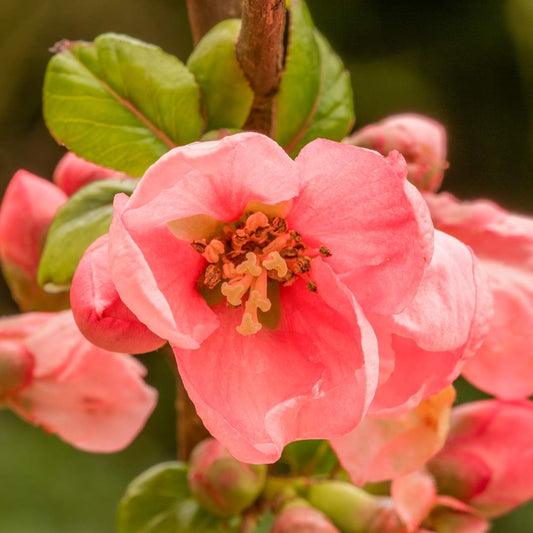 Chaenomeles x superba 'Pink Lady'