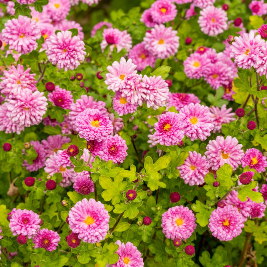 Chrysanthemum 'Mei-kyo'