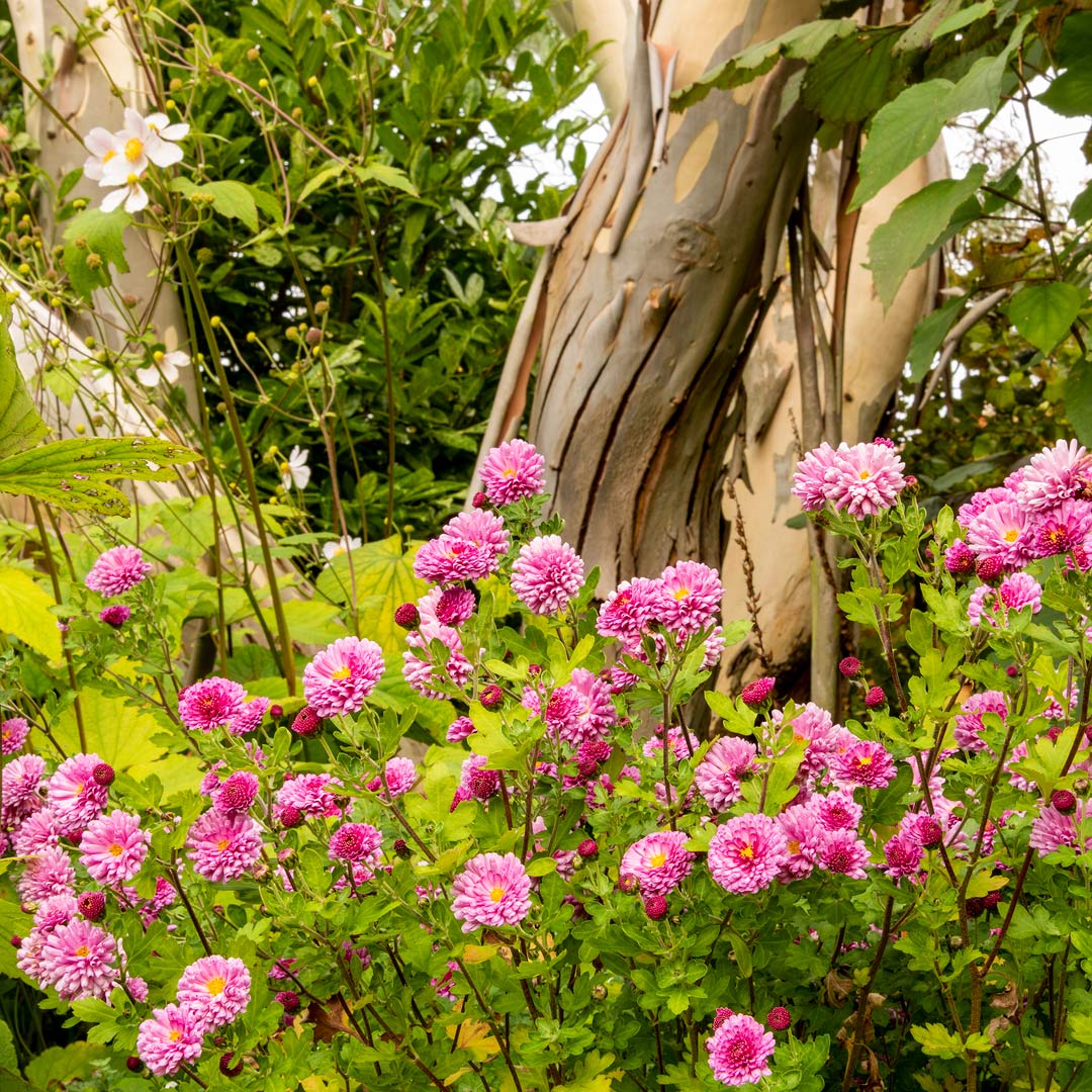 Chrysanthemum 'Mei-kyo' in border at Barnsdale Gardens