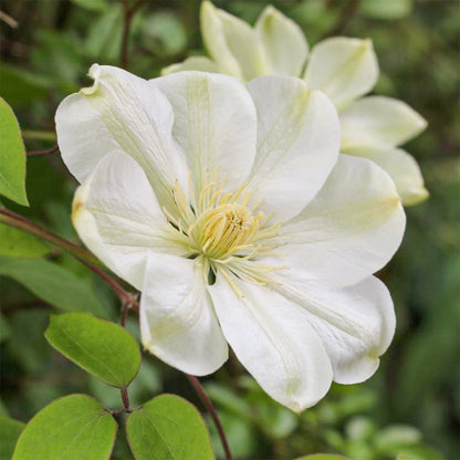 Clematis 'Guernsey Cream'