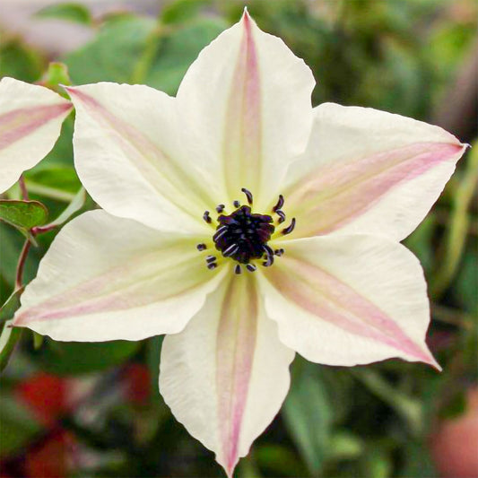 Clematis viticella 'Sunny Side'