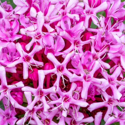 Close up of pink Clerodendrum bungei {Glory Flower) flowers