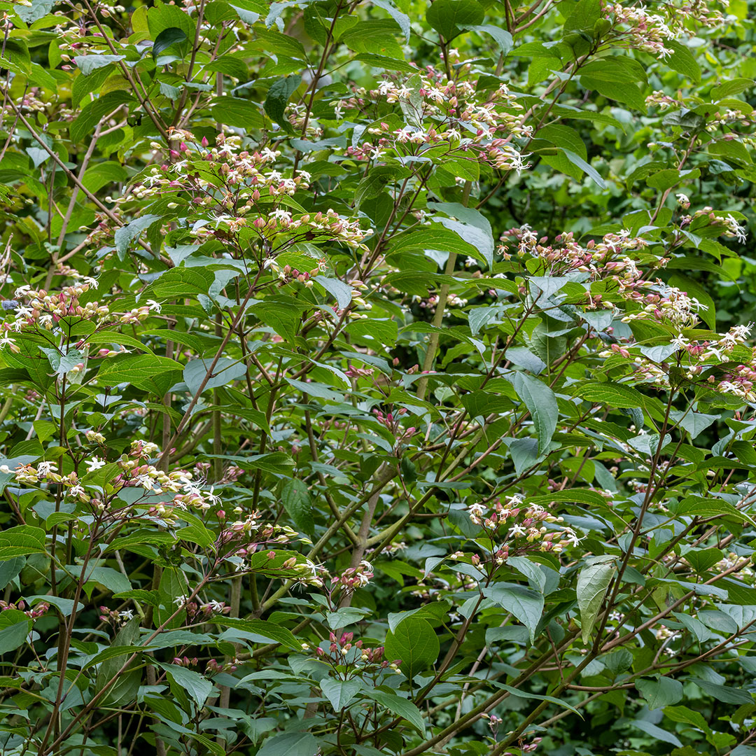 Clerodendrum trichotomum fargesii