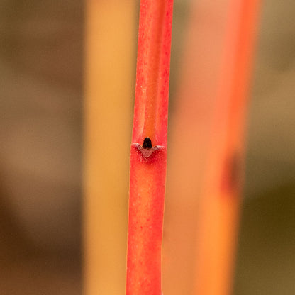 Close up of orange-red stem of Dogwood 'Anny's Winter Orange' (Cornus sanguinea 'Anny's Winter Orange')