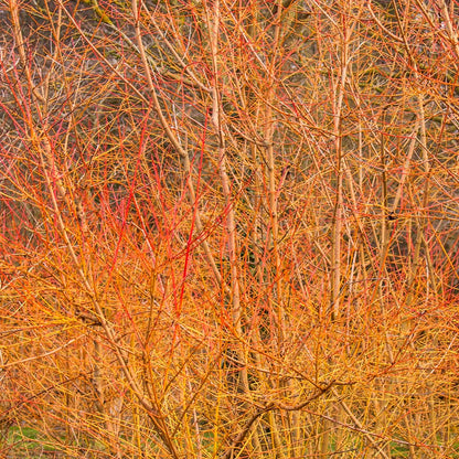 Red and yellow stems of Dogwood, Cornus sanguinea 'Midwinter Fire', at Barnsdale Gardens.