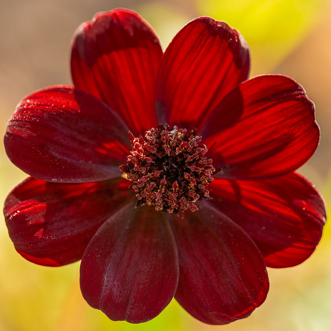 Cosmos atrosanguineus 'Chocolate'