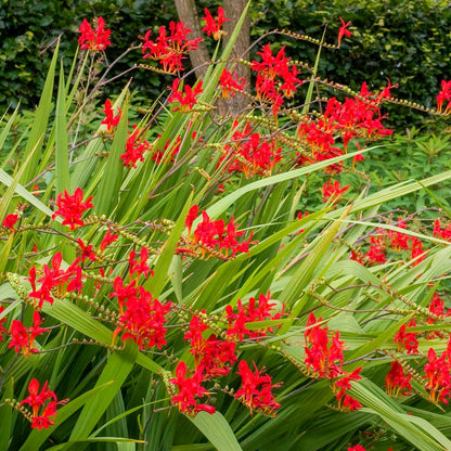 Crocosmia 'Lucifer'