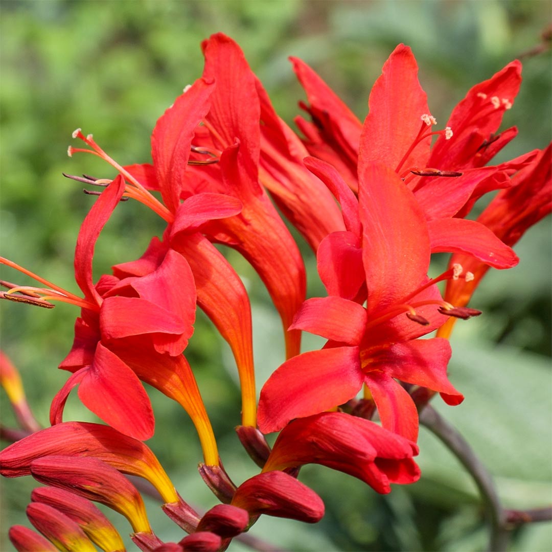 Crocosmia 'Lucifer'